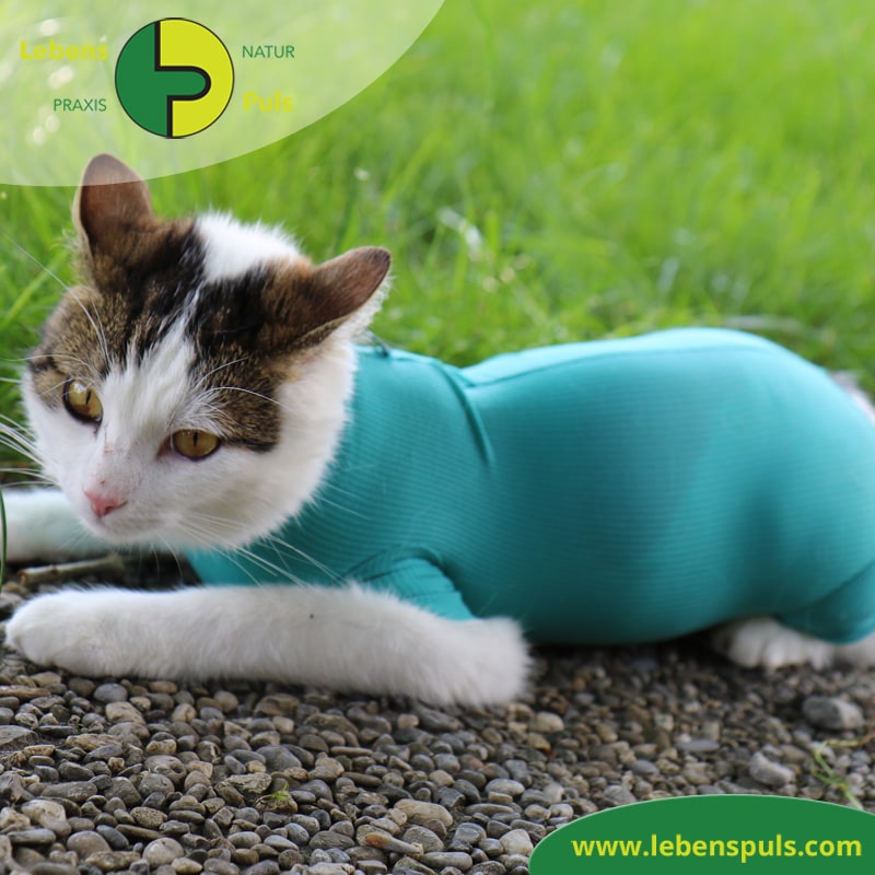 cat body für Katzen (VetMedCare) › Naturpraxis LebensPuls