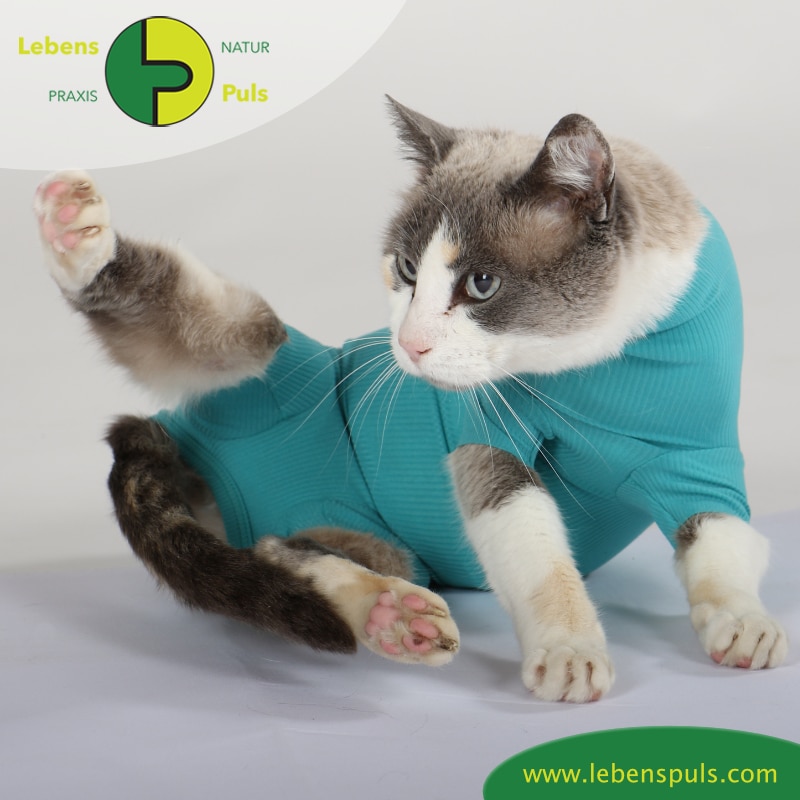 cat body für Katzen (VetMedCare) › Naturpraxis LebensPuls