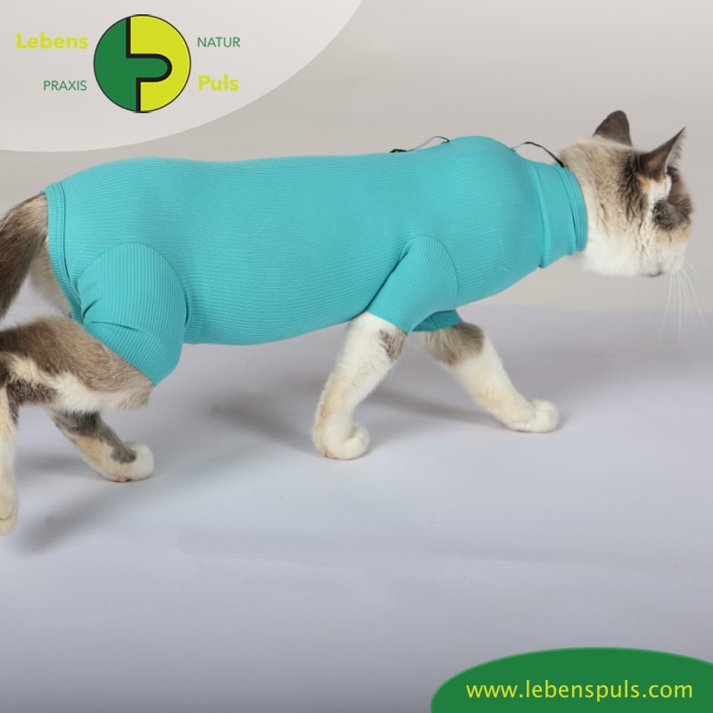 cat body für Katzen (VetMedCare) › Naturpraxis LebensPuls