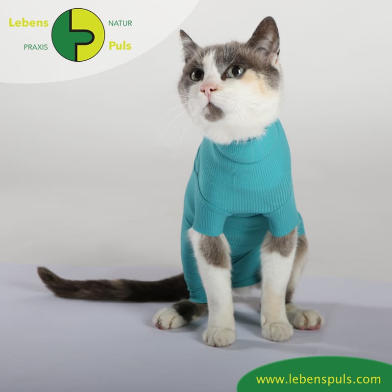 cat body für Katzen (VetMedCare) › Naturpraxis LebensPuls