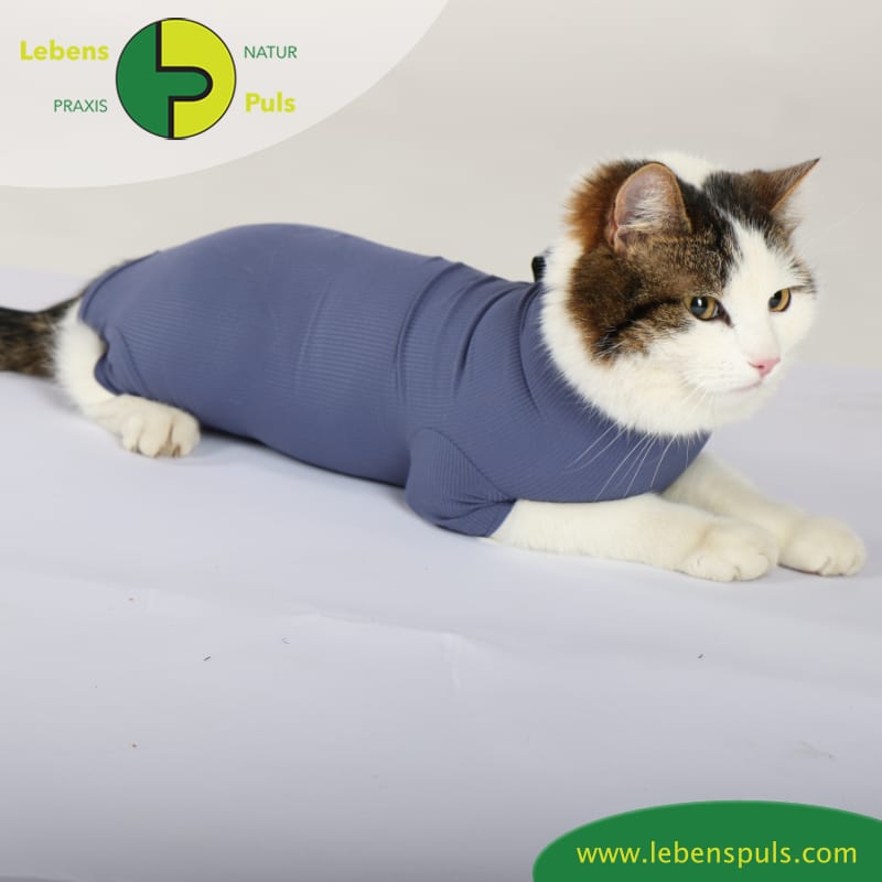 cat body für Katzen (VetMedCare) › Naturpraxis LebensPuls