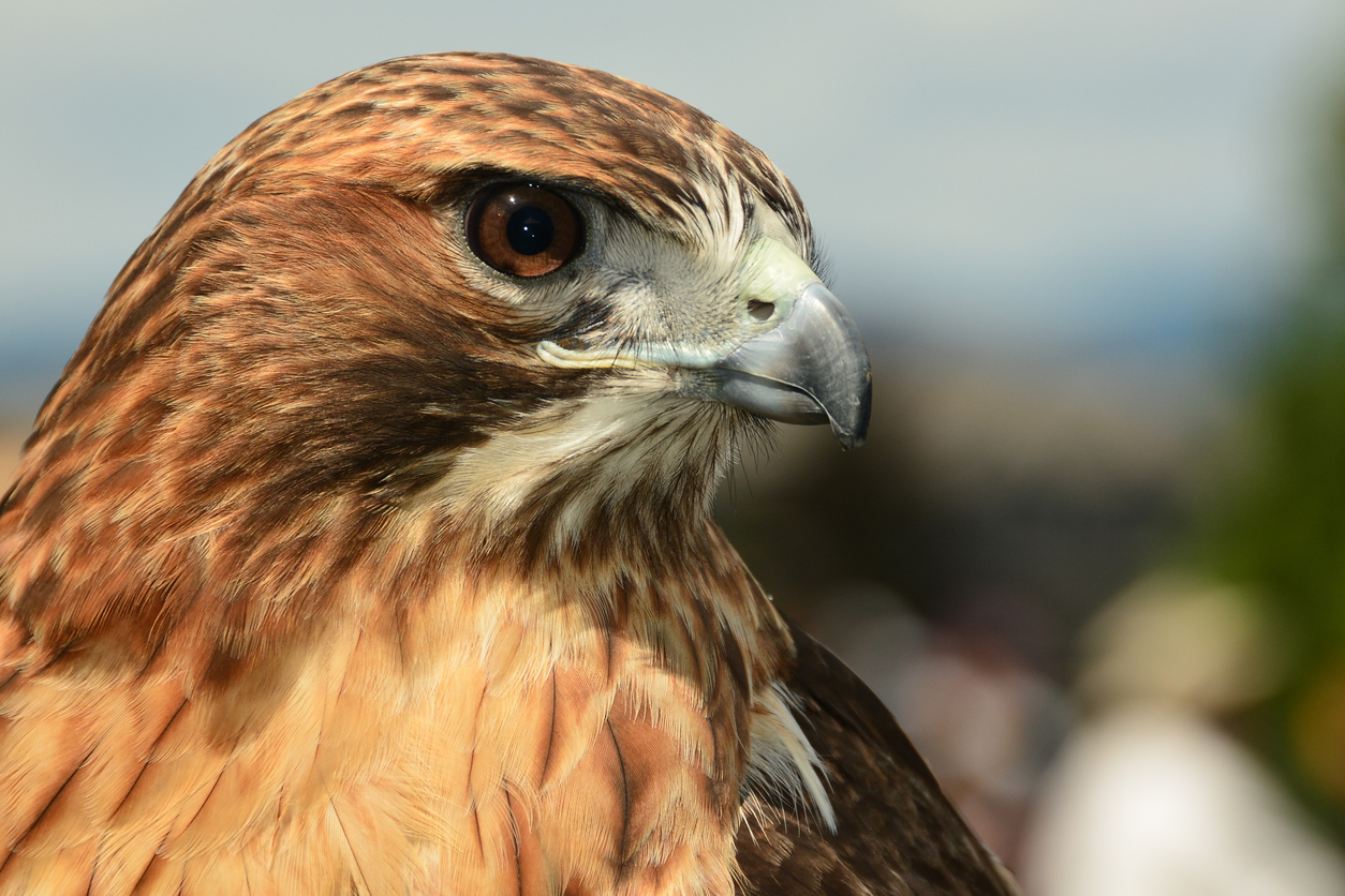 Hawk Eye Pierce Mt Lebanon Magazine