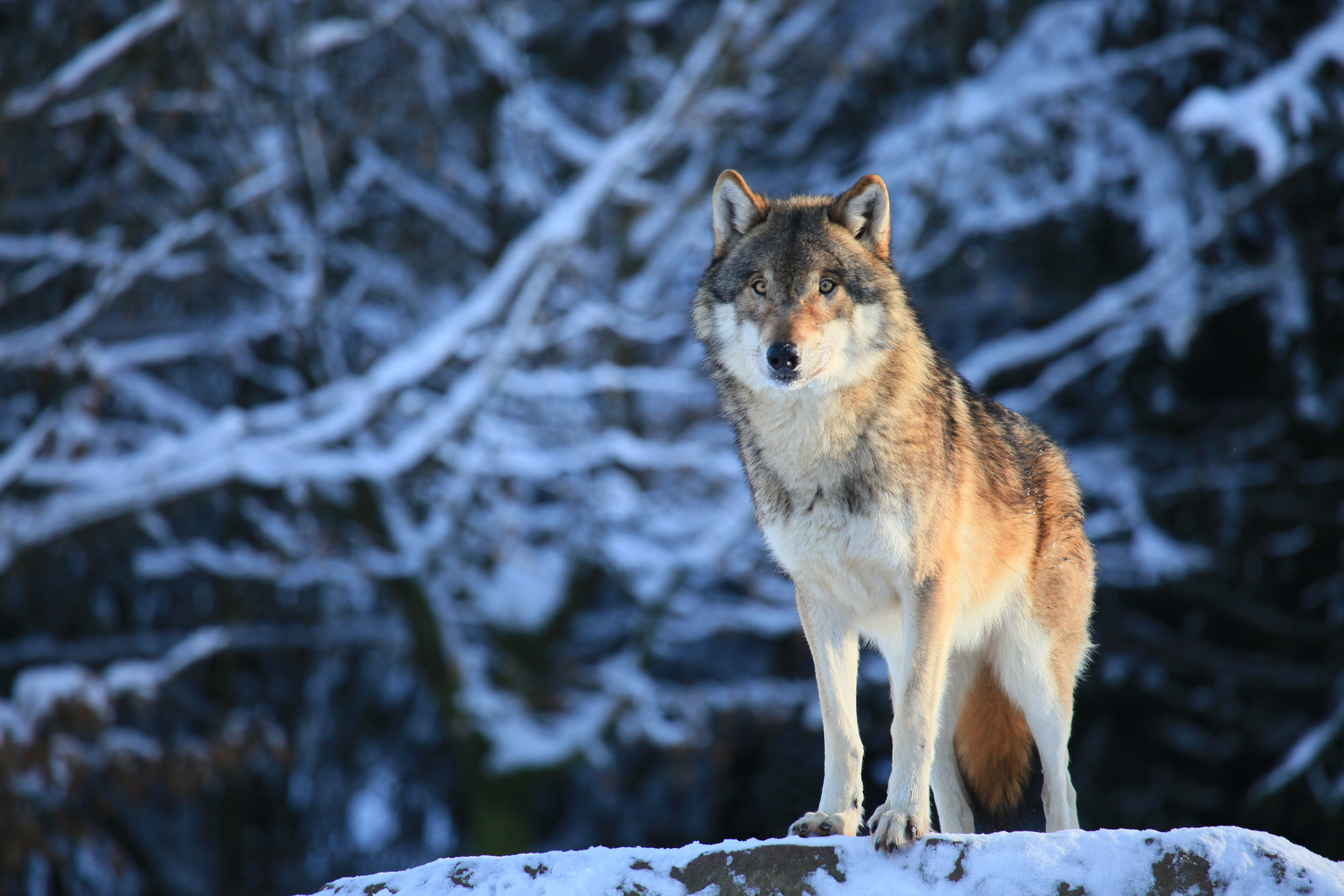 no need to be coy, wolf Mt Lebanon Magazine