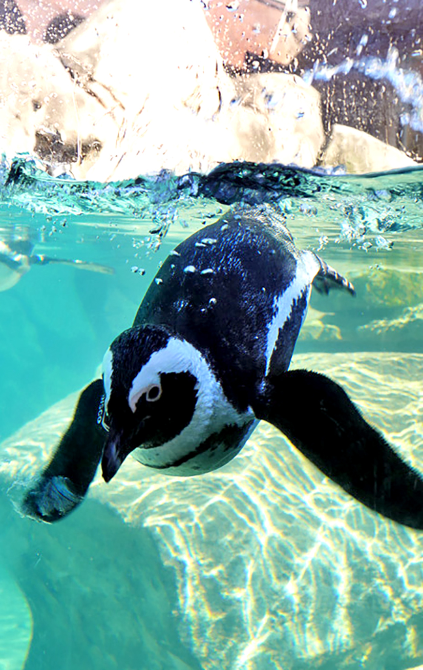 Holy mackerel! Mt Lebanon Magazine