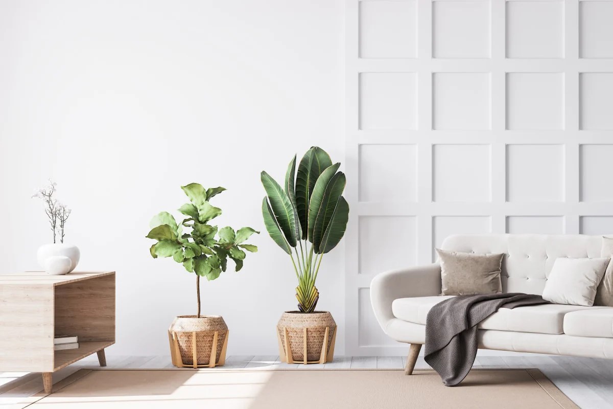 The Top 5 Best Indoor Plants for Your Minimalist Home Le Botanist