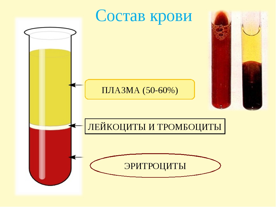 Плазма крови рисунок