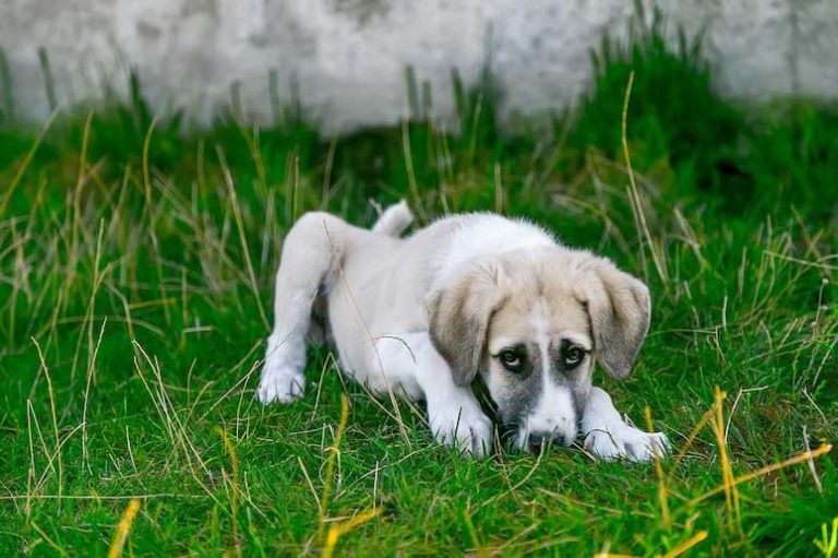Blasenentzündung beim Hund Symptome und helfen Hausmittel?