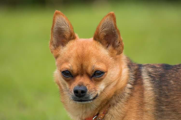 Hund frisst Erde Was fehlt ihm? Oder ist es ein