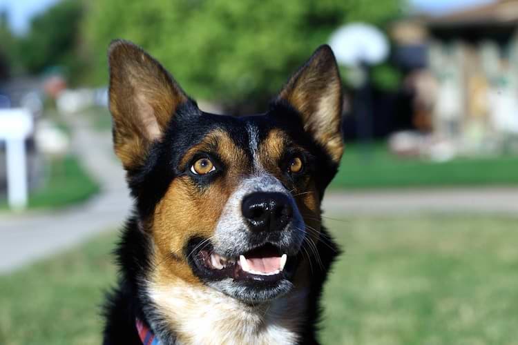 Blutohr (Othämatom) beim Hund Lecker Hundefutter