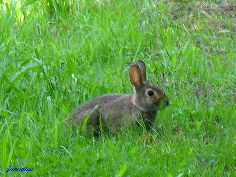 Lapin de garenne