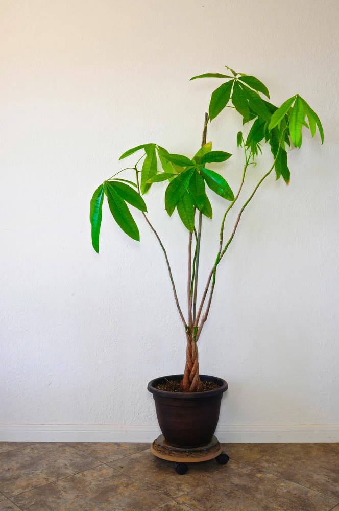Money Tree Lighting How to Bring Prosperity Into Your Home