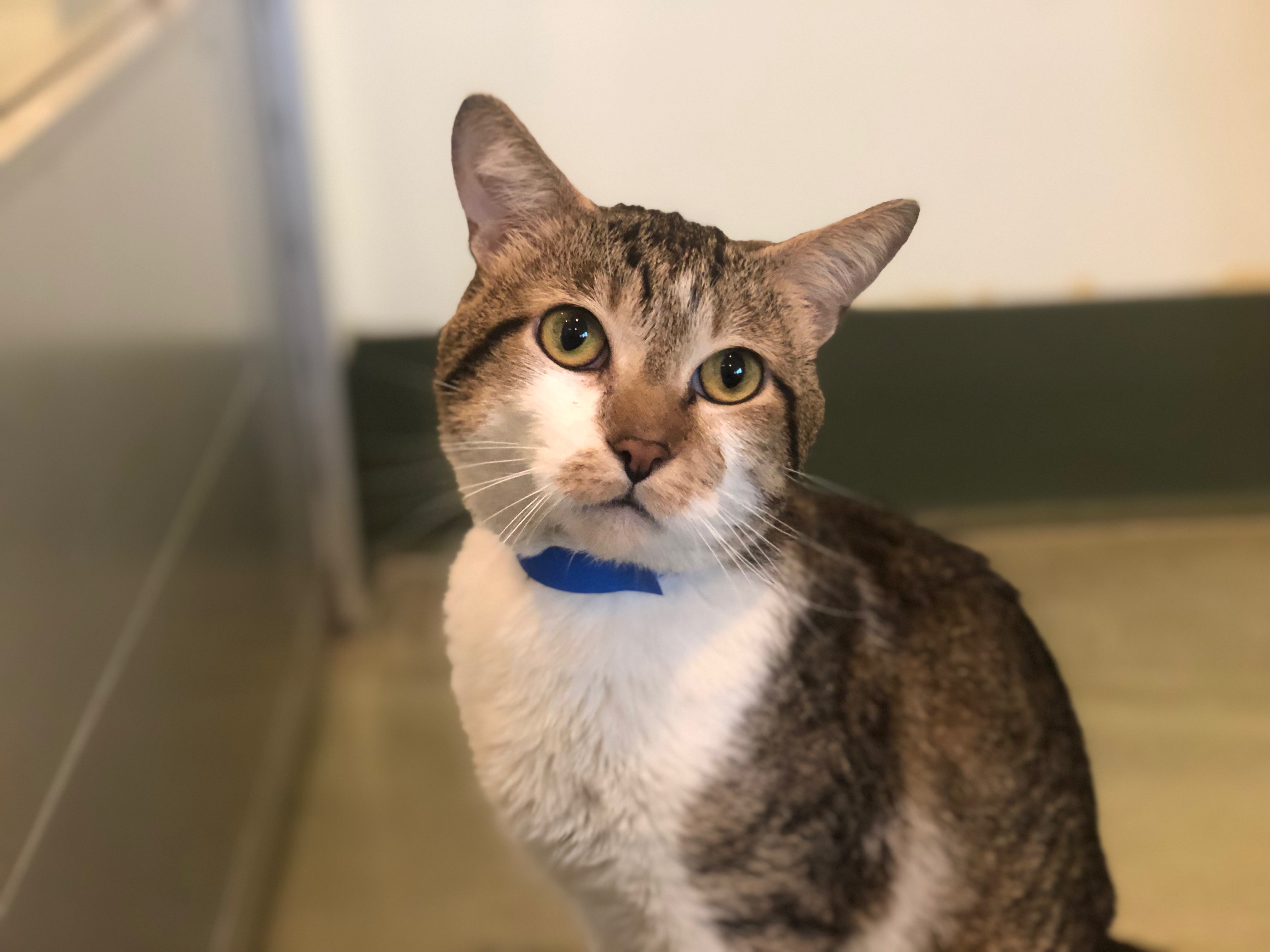 Cats & kittens for adoption. These Longtime Shelter Pets Need A Forever Home You Can Adopt Them For Free This Week At Paws