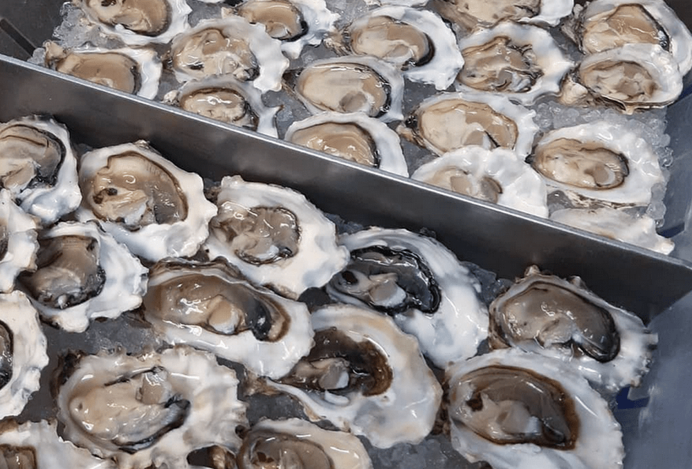 The 12 Best Places In Los Angeles to Eat Oysters L.A. TACO