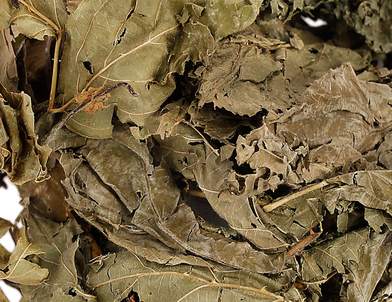 Feuilles de mûrier L'Eden des Pattounes