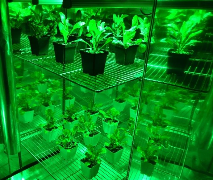 Gator Green LED Grow Room Work Light Review