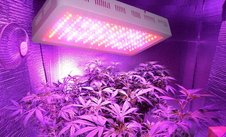Cannabis Grow Tools & 420 Guides LED Grow Lights HQ