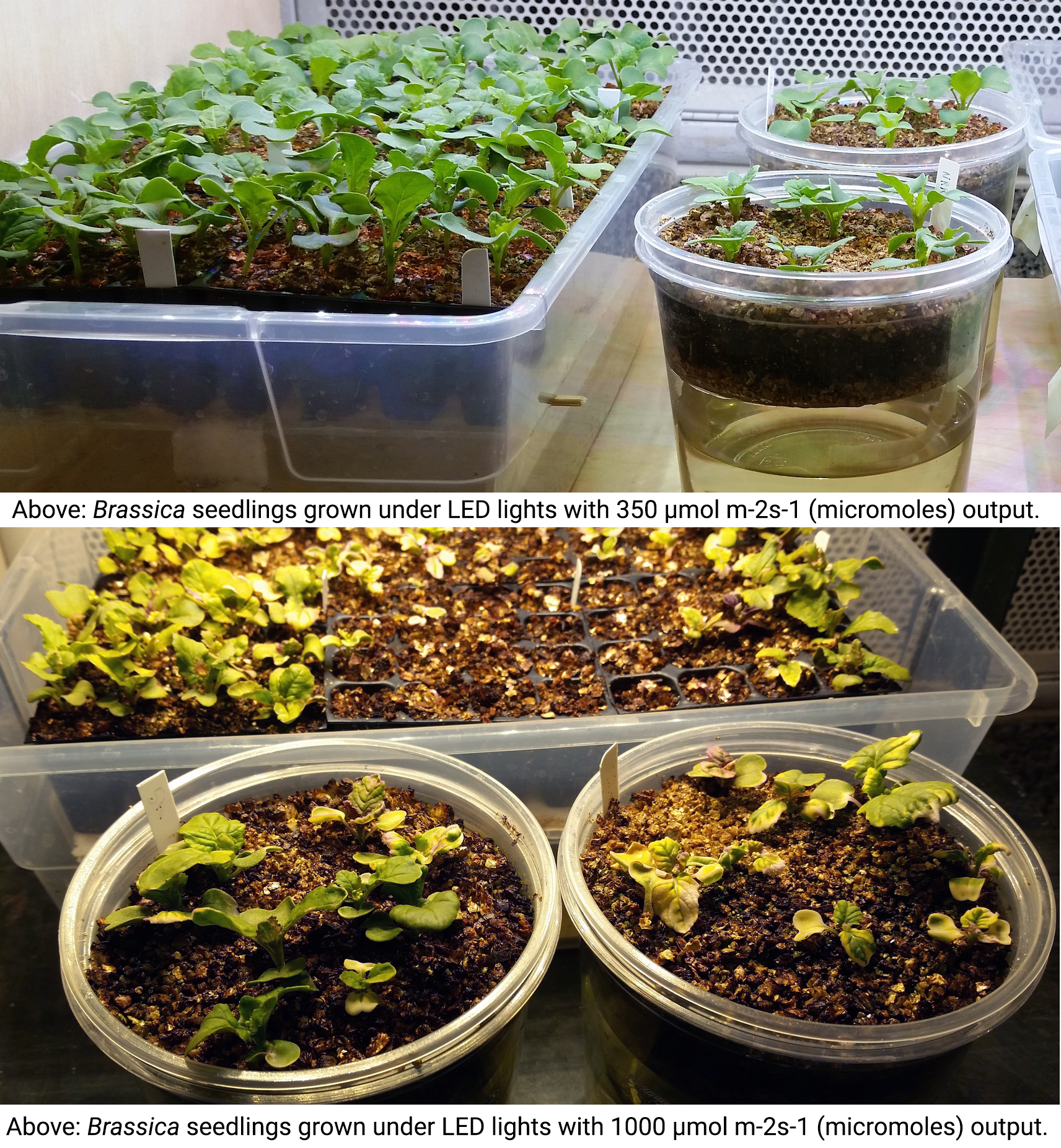 grow light from below