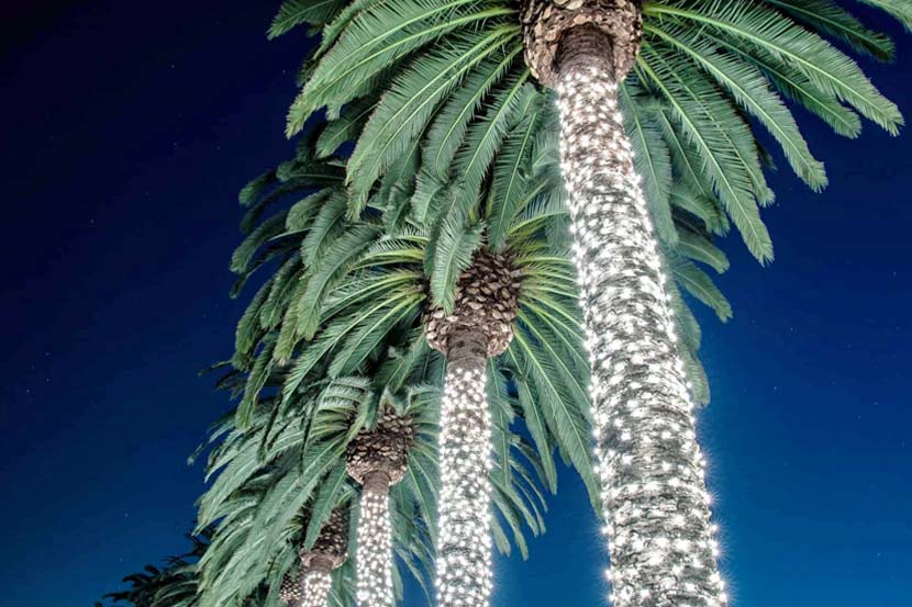 How to Put Christmas Lights on a Palm Tree (& How Not to)