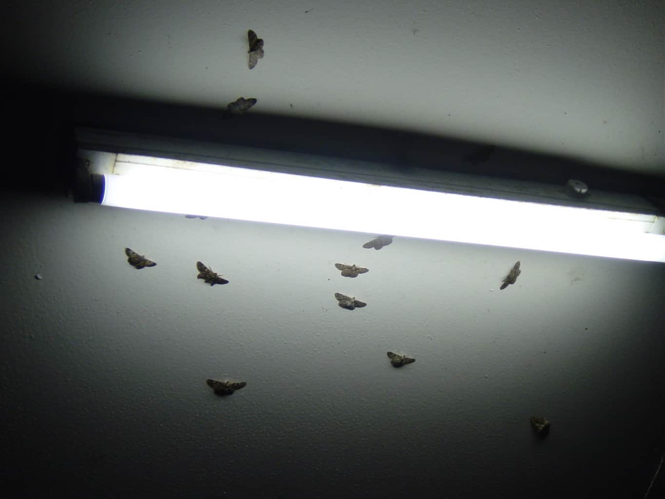 Do LED Lights Attract Bugs? LEDLightIdeas
