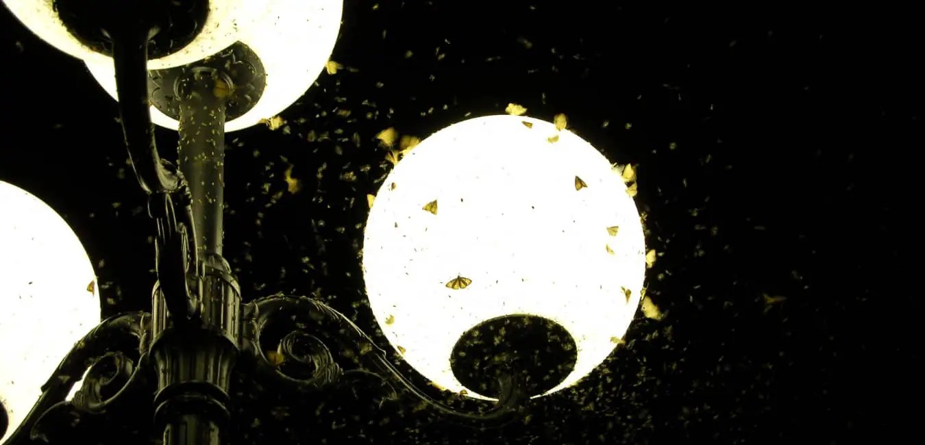 Why Do LED Light Attract Bugs