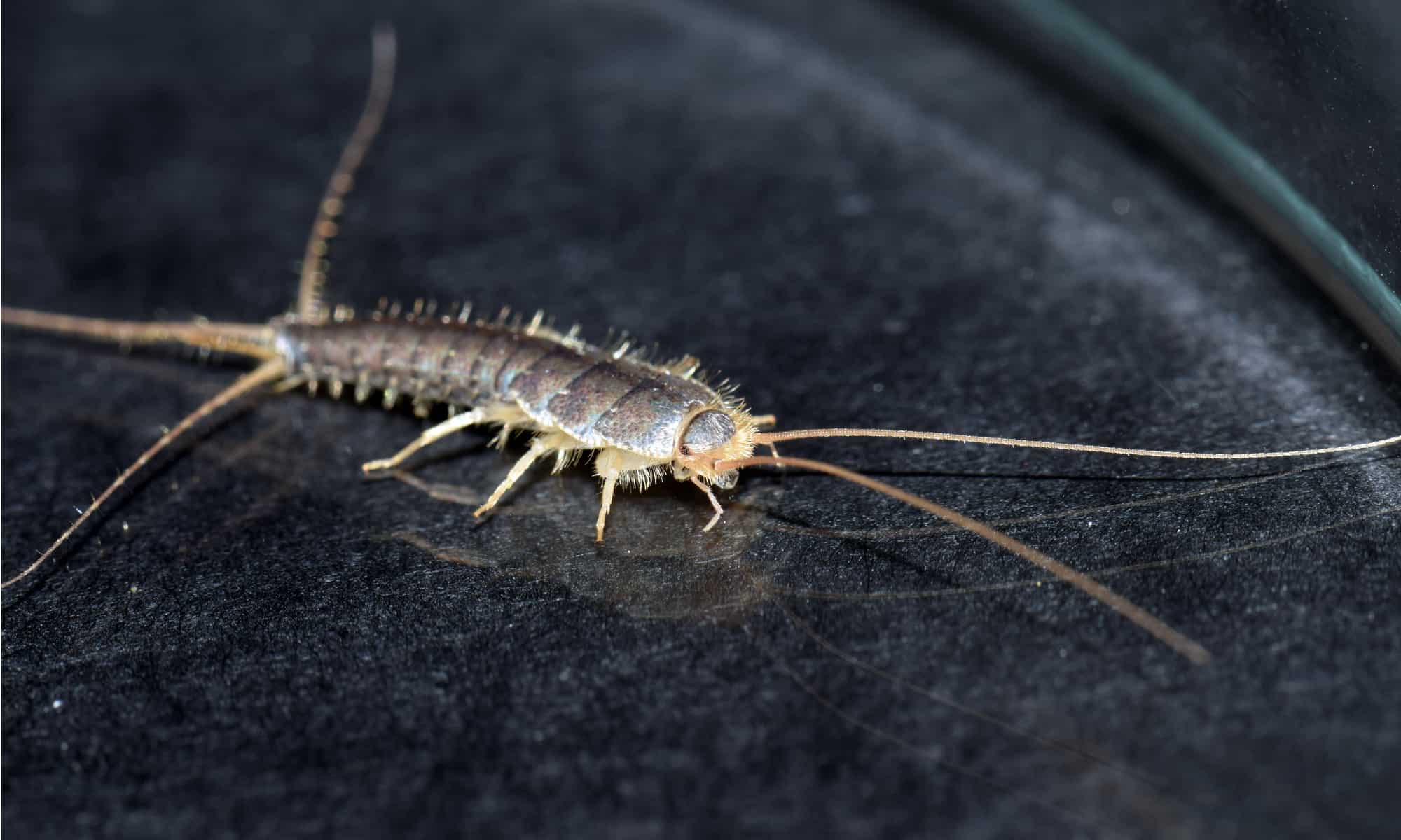 Do LED Lights Attract Silverfish? Exploring the Connection in 2023