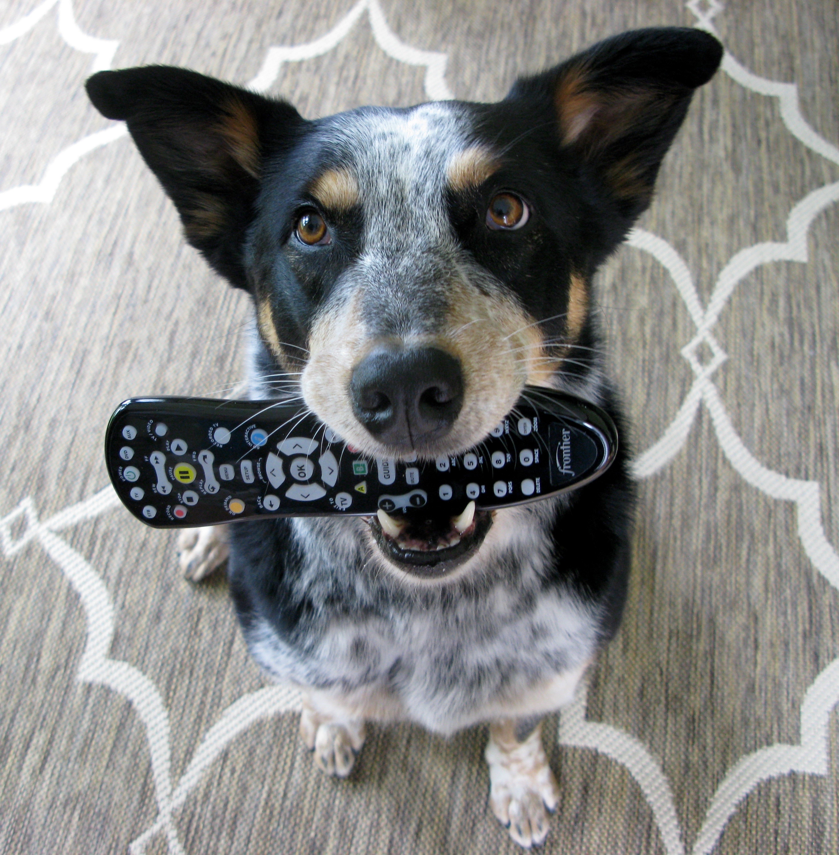 Television Dog Training How to use your favorite TV show to create a