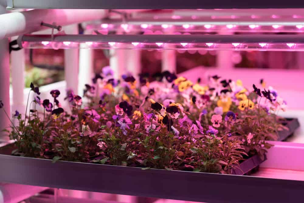 Understanding 4Foot LED Grow Lights
