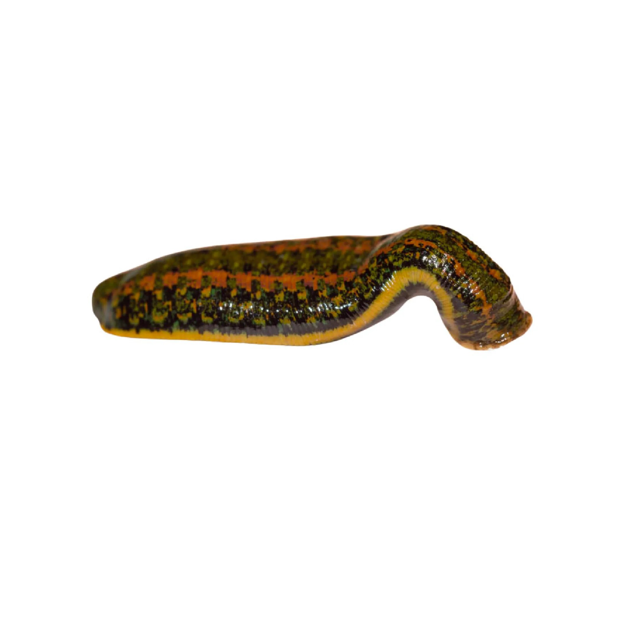 Medicinal Leeches Hirudo Verbana L