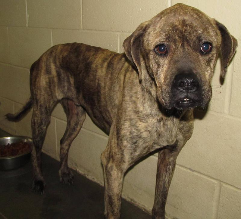 Lee County Animal Services Adoption Search Results