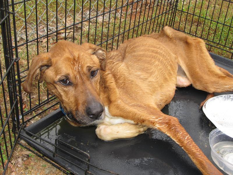 Lee County Animal Services Stray or Lost Animal Search Results