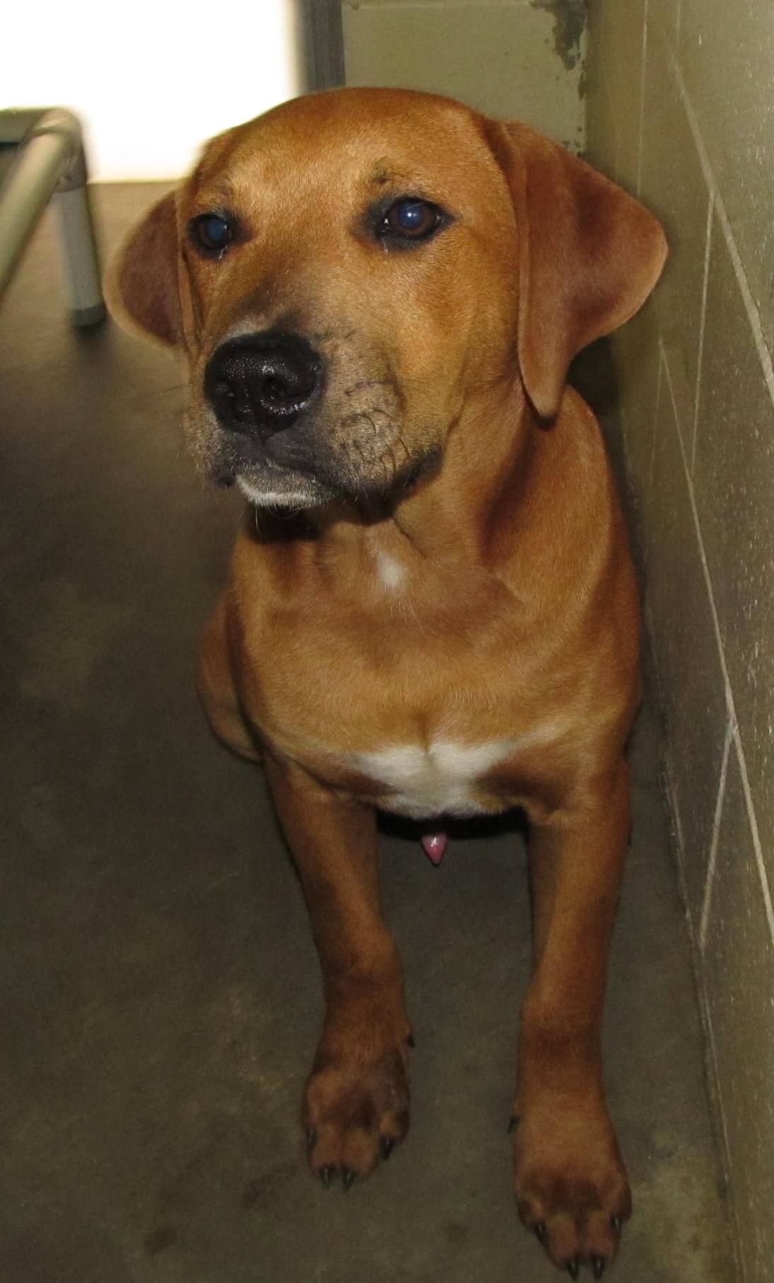 Lee County Animal Services Adoption Search Results