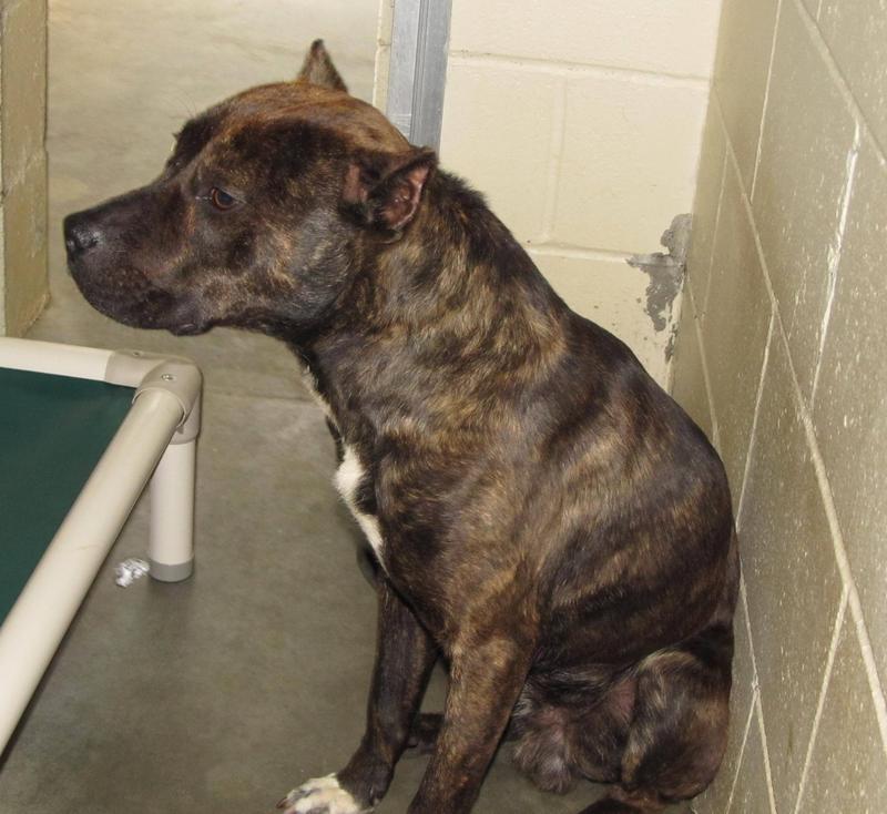 Lee County Animal Services Adoption Search Results