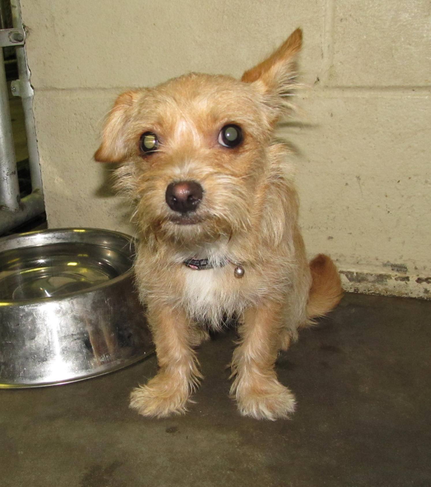 Lee County Animal Services Stray or Lost Animal Search Results