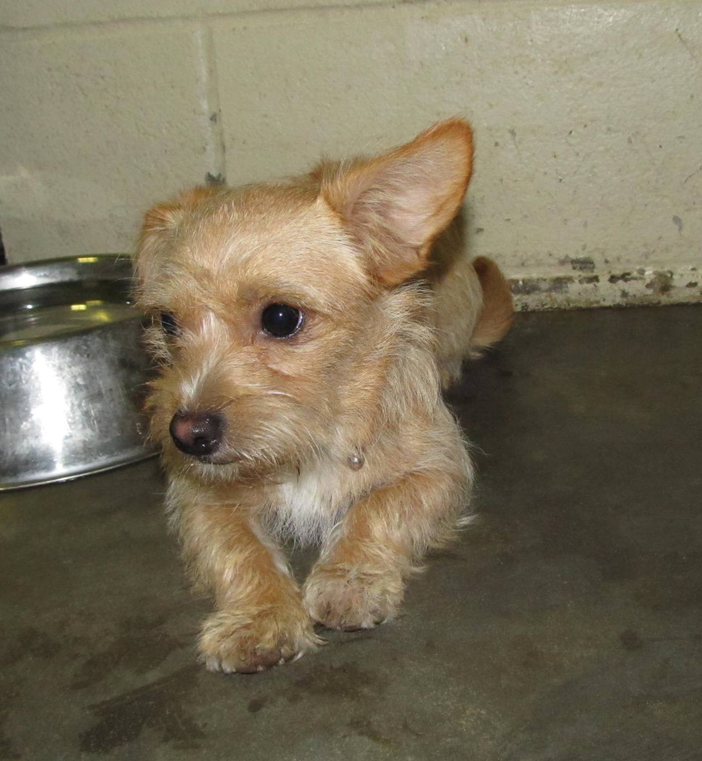 Lee County Animal Services Stray or Lost Animal Search Results