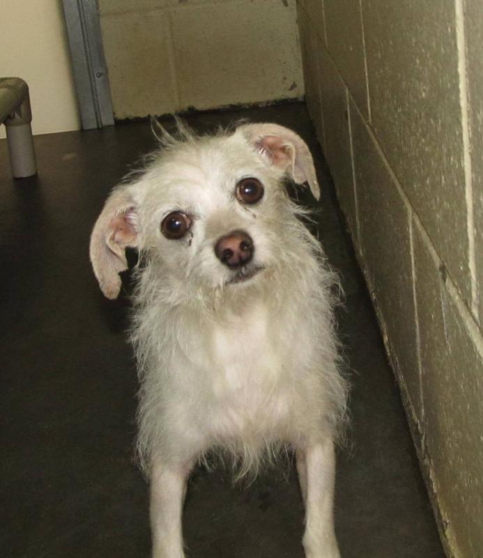 Lee County Animal Services Stray or Lost Animal Search Results