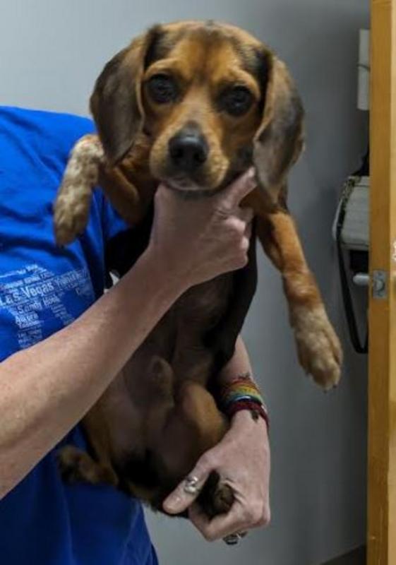 Lee County Animal Services Adoption Search Results