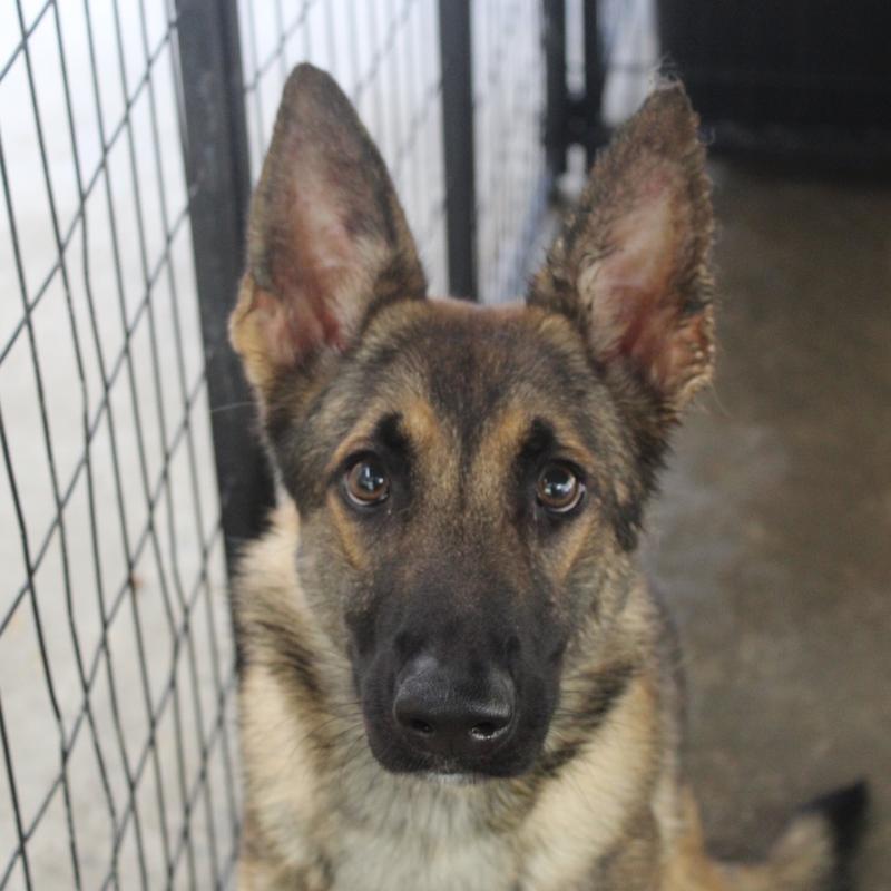 Lee County Animal Services Stray or Lost Animal Search Results