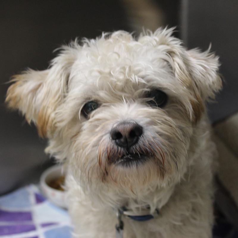 Lee County Animal Services Stray or Lost Animal Search Results