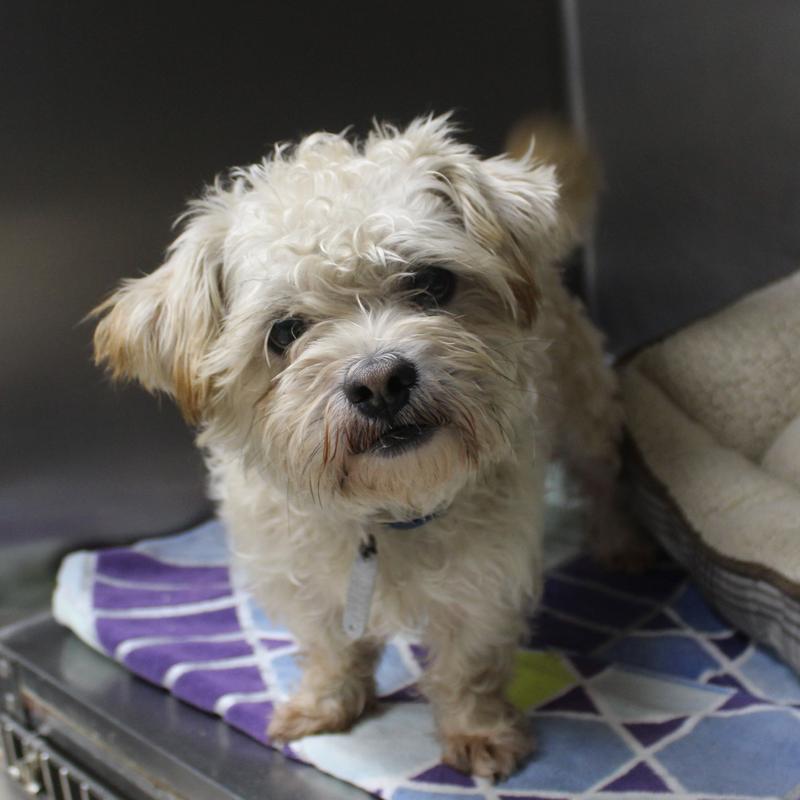 Lee County Animal Services Stray or Lost Animal Search Results