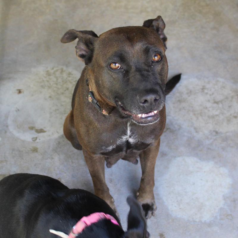 Lee County Animal Services Stray or Lost Animal Search Results