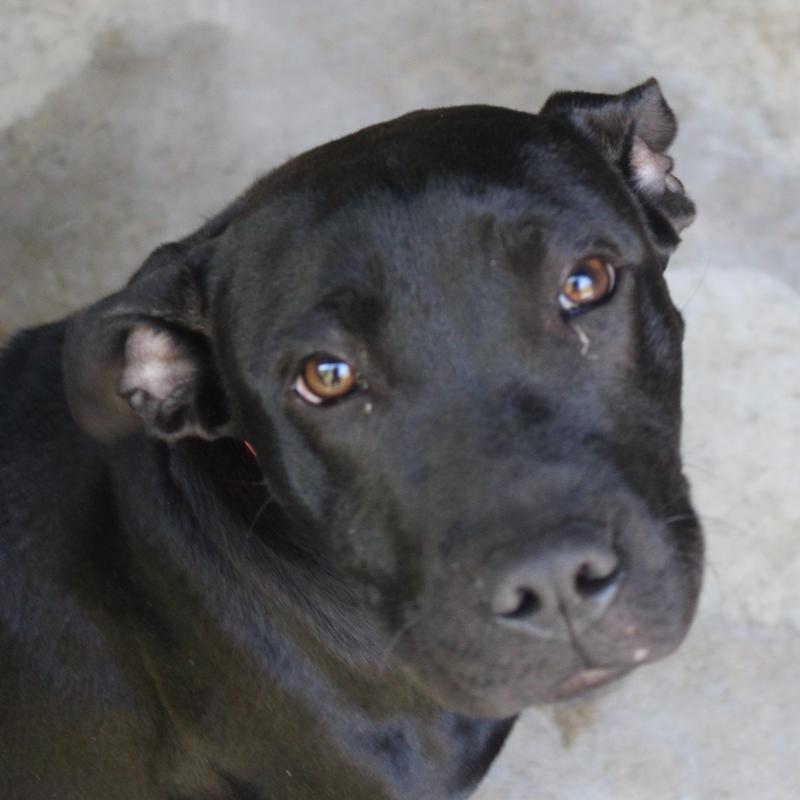 Lee County Animal Services Stray or Lost Animal Search Results