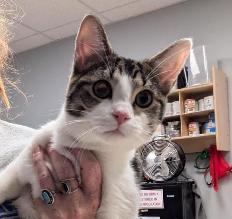 Lee County Animal Services Stray or Lost Animal Search Results