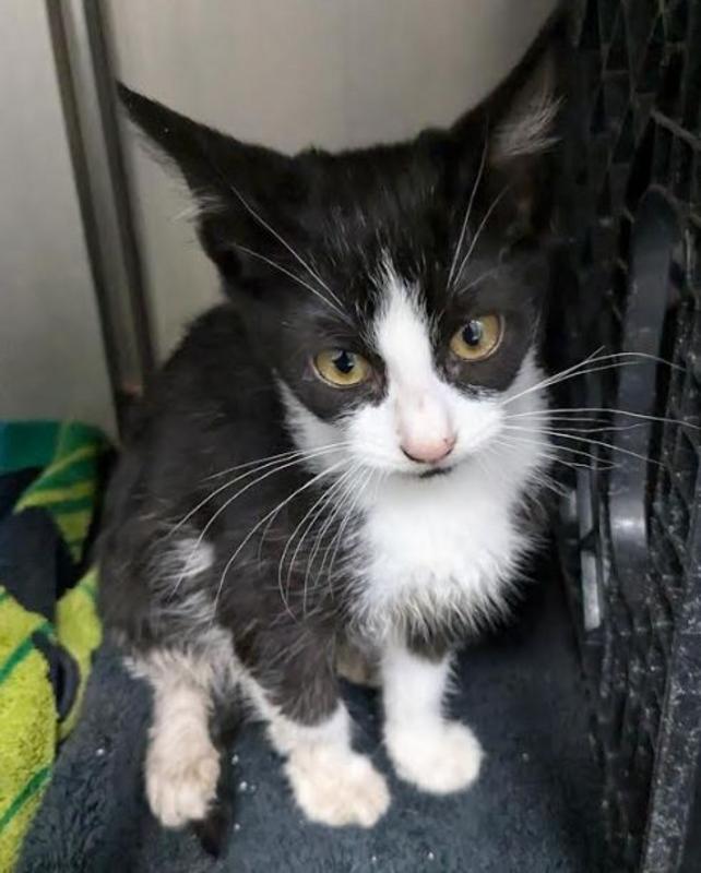 Lee County Animal Services Stray or Lost Animal Search Results