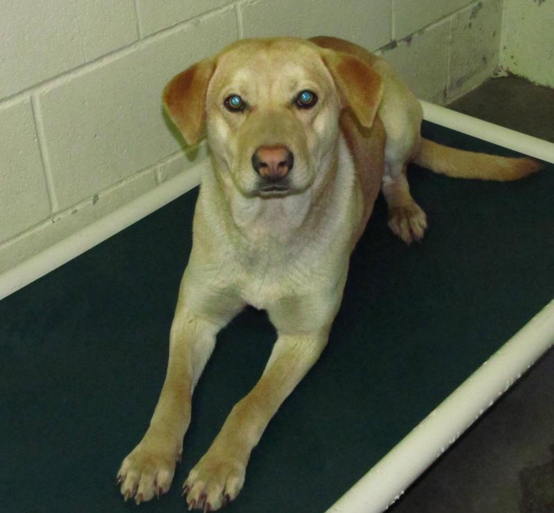 Lee County Animal Services Adoption Search Results