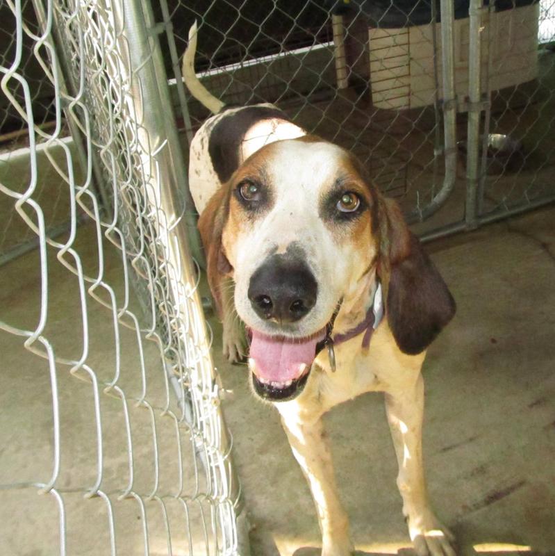 Lee County Animal Services Adoption Search Results