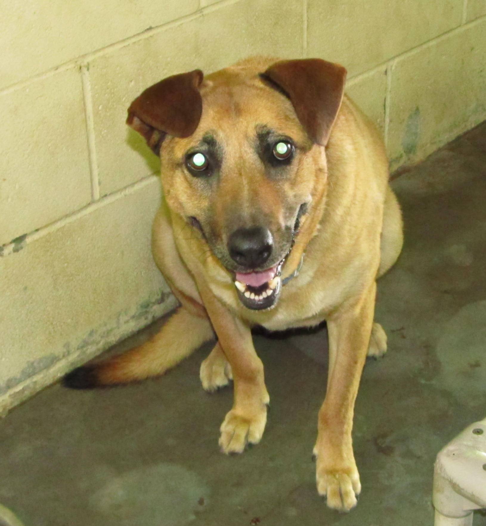 Lee County Animal Services Adoption Search Results