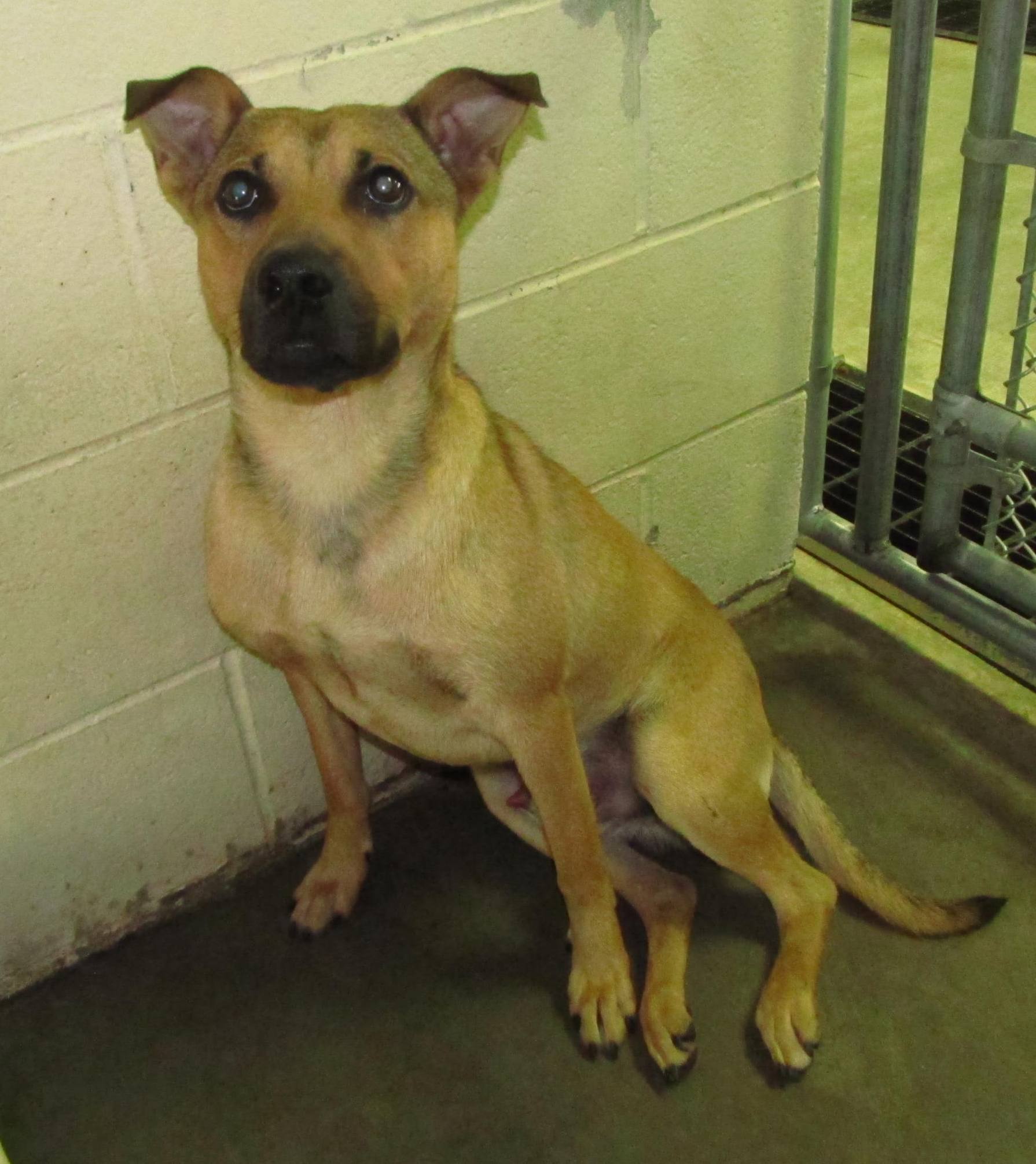 Lee County Animal Services Adoption Search Results