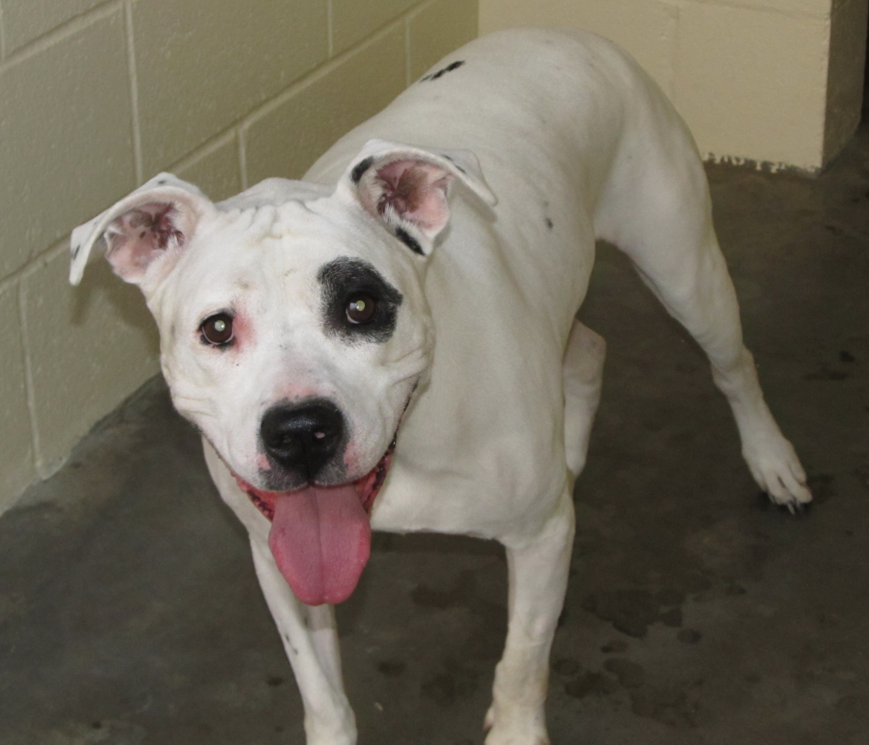 Lee County Animal Services Adoption Search Results