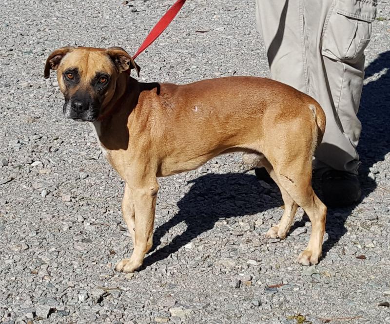 Lee County Animal Services Adoption Search Results