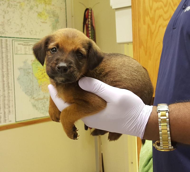 Lee County Animal Services Adoption Search Results